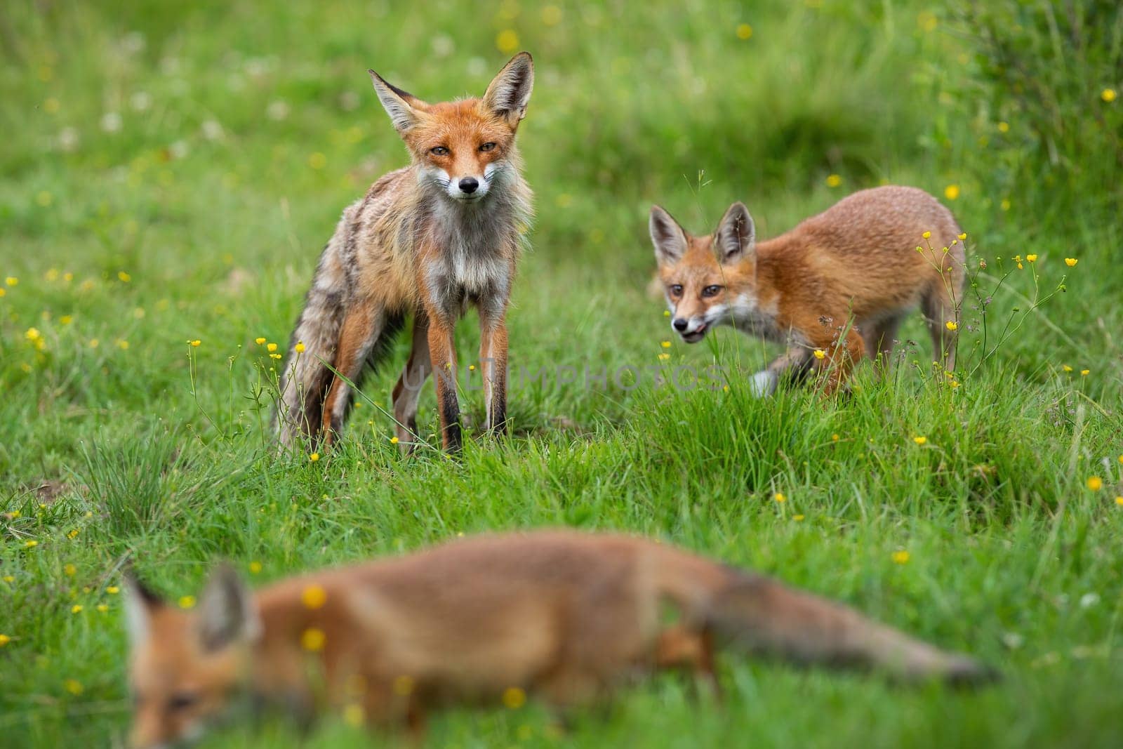 Little red fox, vulpes vulpes, with mother playing on flower glade. Adult orange mammal with cubs moving on meadow in summer. Multiple animals looking on pasture.