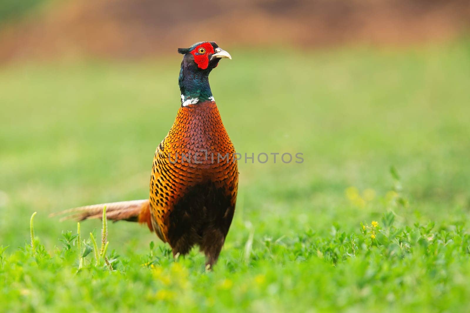 Ring-necked pheasant, phasianus colchicus, cock looking on glade in spring sunlight. Brown and orange wild bird looking on pasture with copy space. Gamebird watching on sunny grassland.