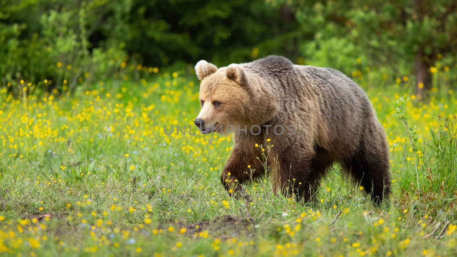 Brown bear, ursus arctos, walking on blooming meadow in summer nature. Large mammal approaching on a grassland with yellow flowers. Big predator moving on green pasture.