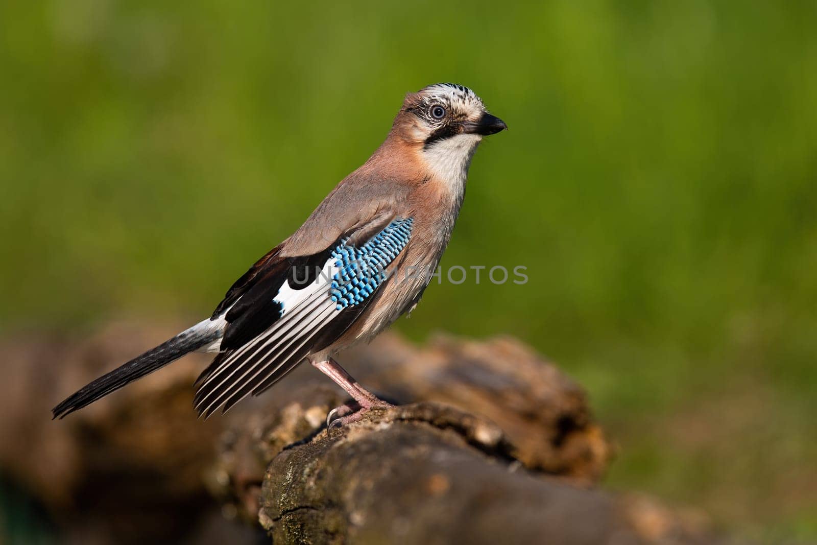 Eurasian jay, garrulus glandarius, sitting on branch in summertime nature. Brown bird with blue wings resting on wood. Feathered animal looking on tree.