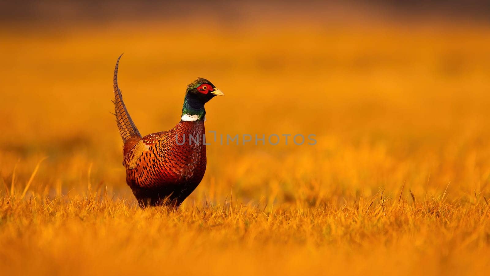 Common pheasant, phasianus colchicus, standing on dry field in golden hour. Ring-necked bird looking on grassland illuminated by warm light. Brown feathered animal walking on sunny meadow with copy space.