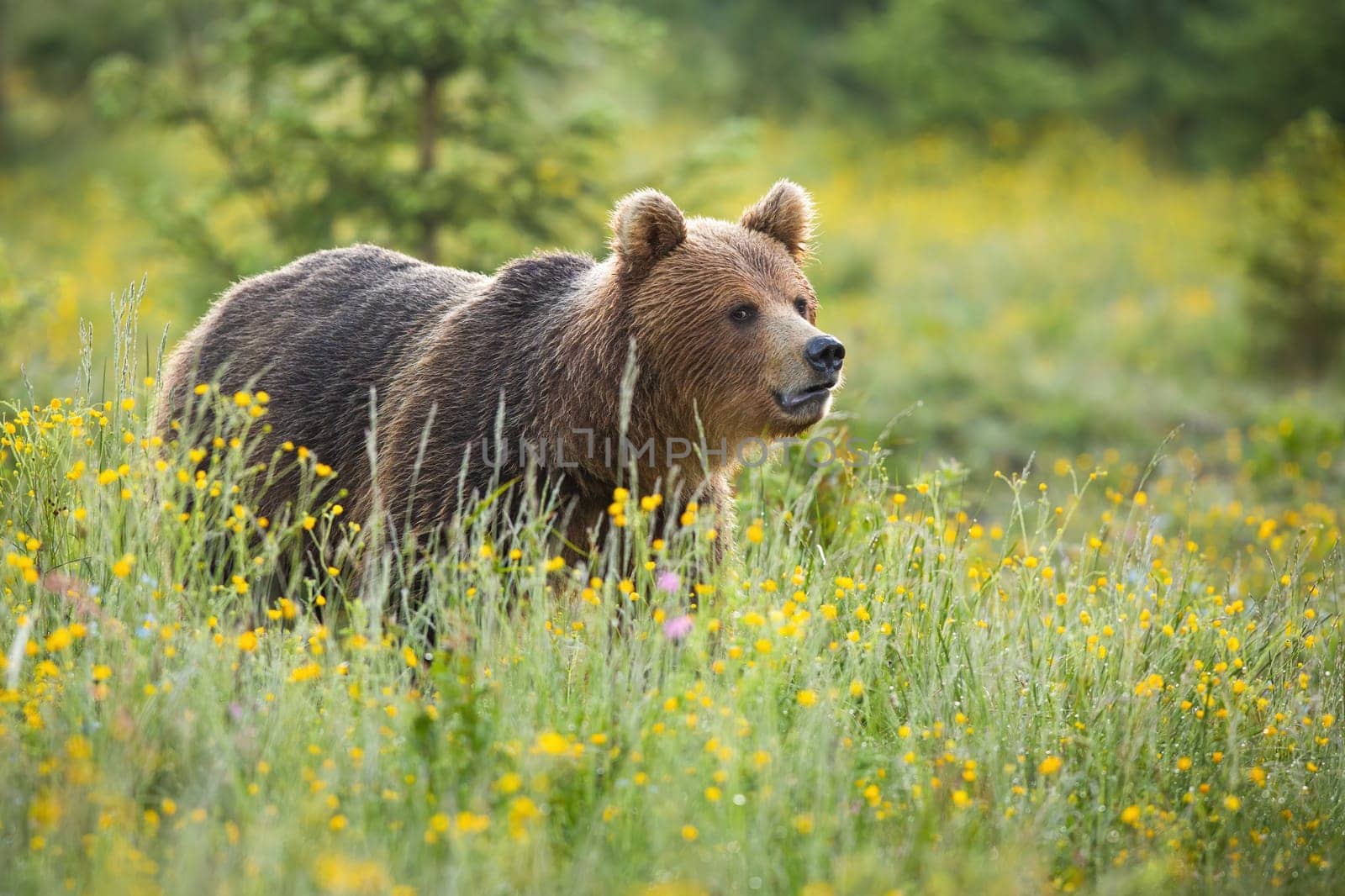 Brown bear, ursus arctos, standing on blooming meadow in summer nature. Large mammal predator looking on field wet from morning dew with yellow wildflowers.