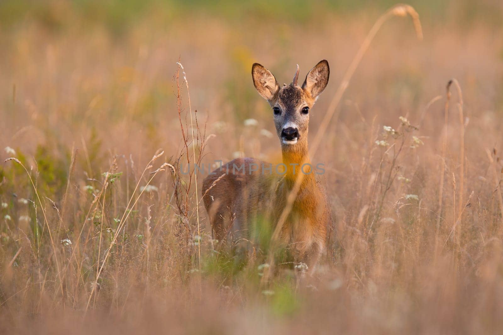 Young roe deer, capreolus capreolus, looking to the camera on dry field in summer. Roebuck standing in long grass in sunlight. Mammal with growing antlers watching on glade.