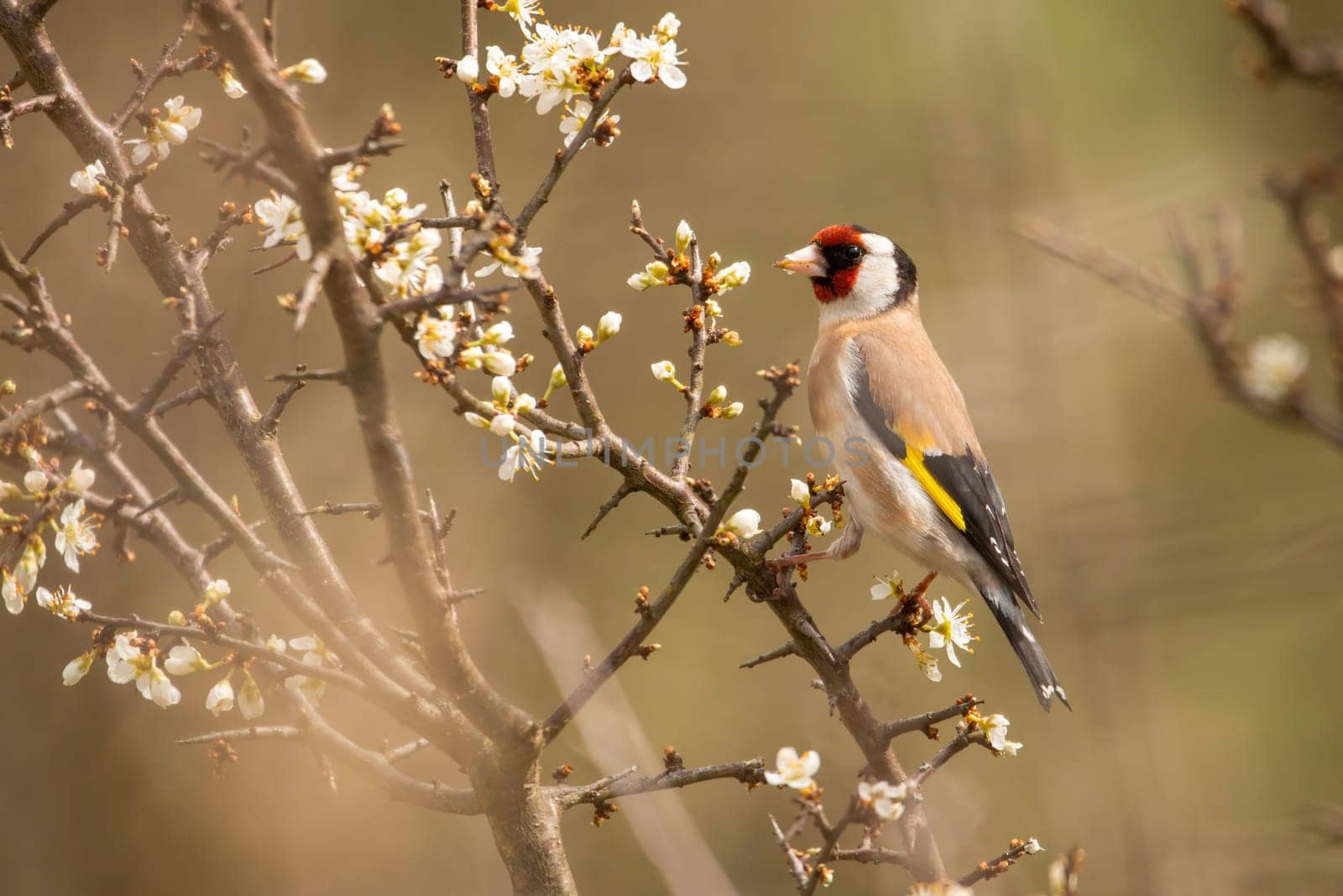 European goldfinch, carduelis carduelis, sitting on blossoming tree in spring. Brown bird with red head and yellow stripe on wings resting on twig. Colorful songbird looking on bough with flowers.