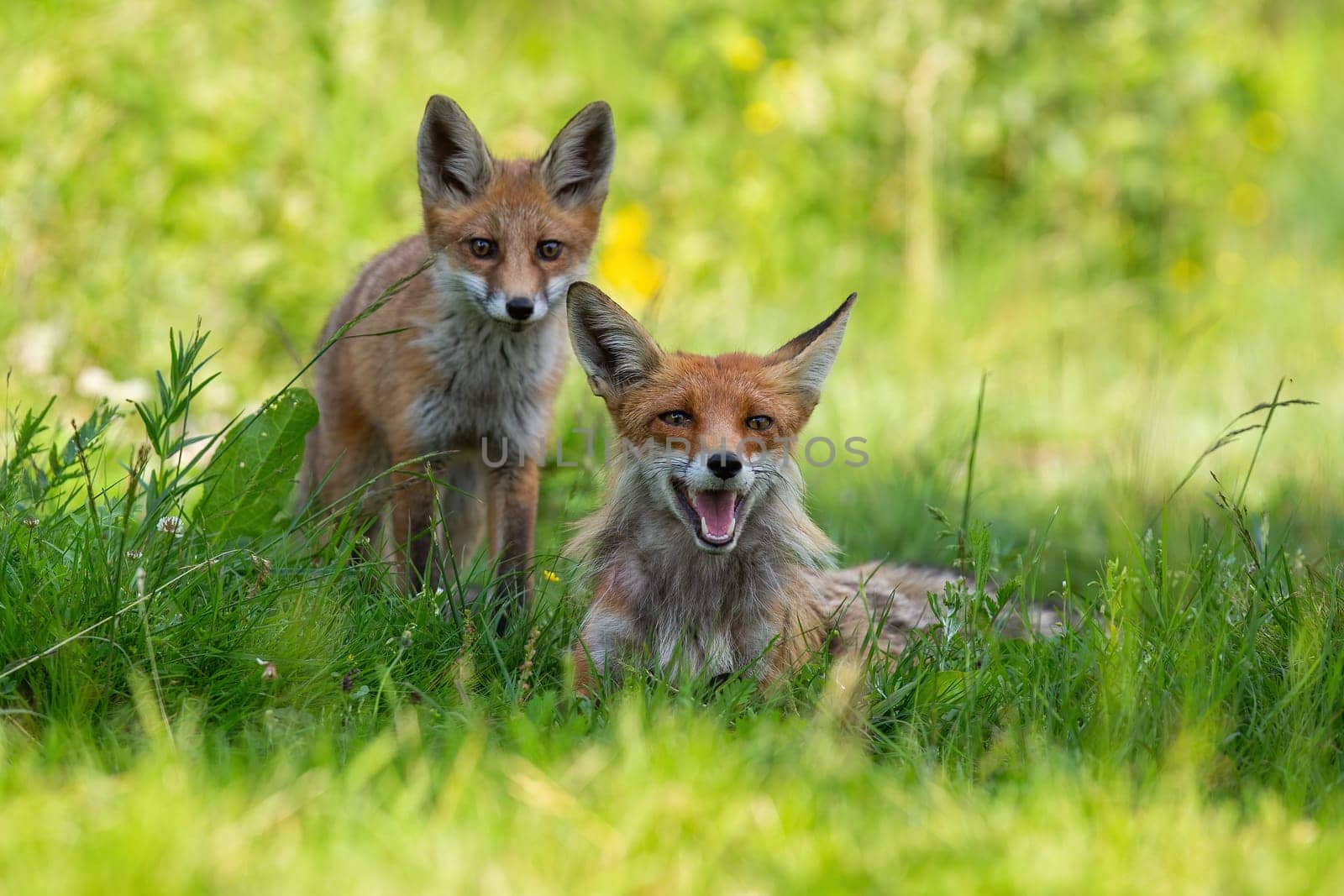 Two red foxes, vulpes vulpes, resting on green meadow in summertime nature. Orange predator mother with cub lying in grass. Family of wild mammals yawning in wilderness.