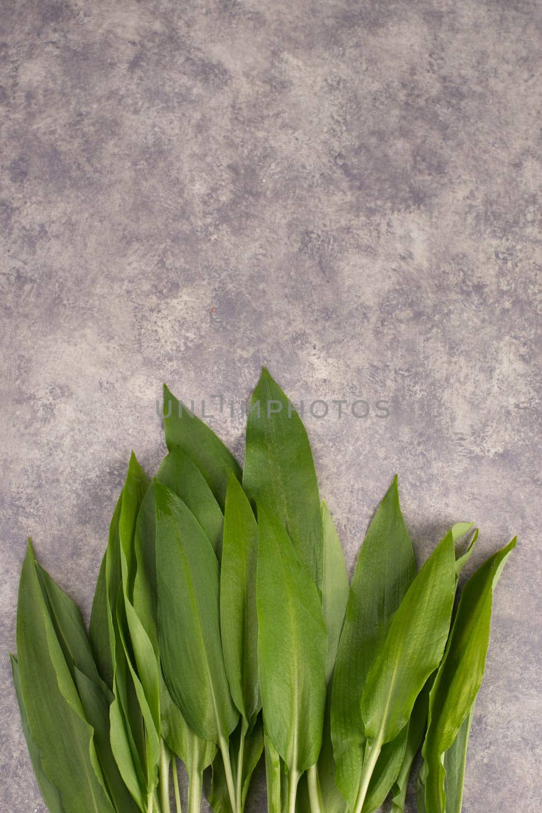 Fresh wild garlic leaves on a textured background, empty copy space for text