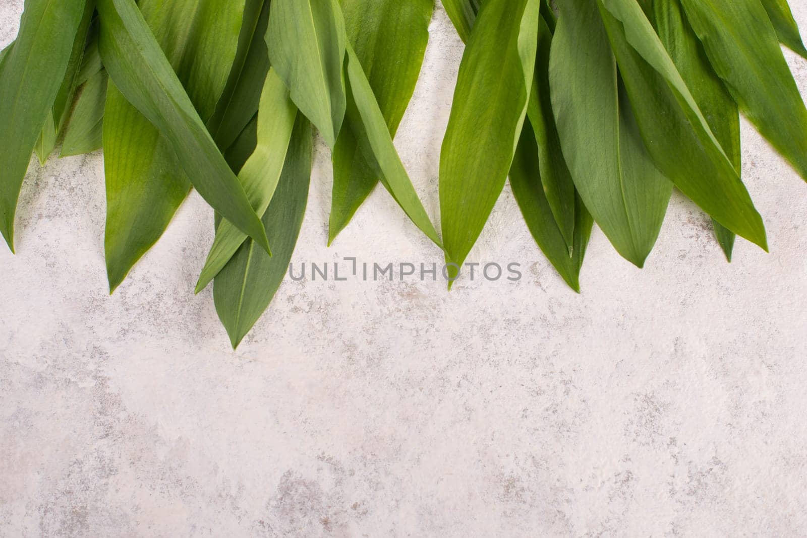 Fresh wild garlic leaves on a textured background, empty copy space for text