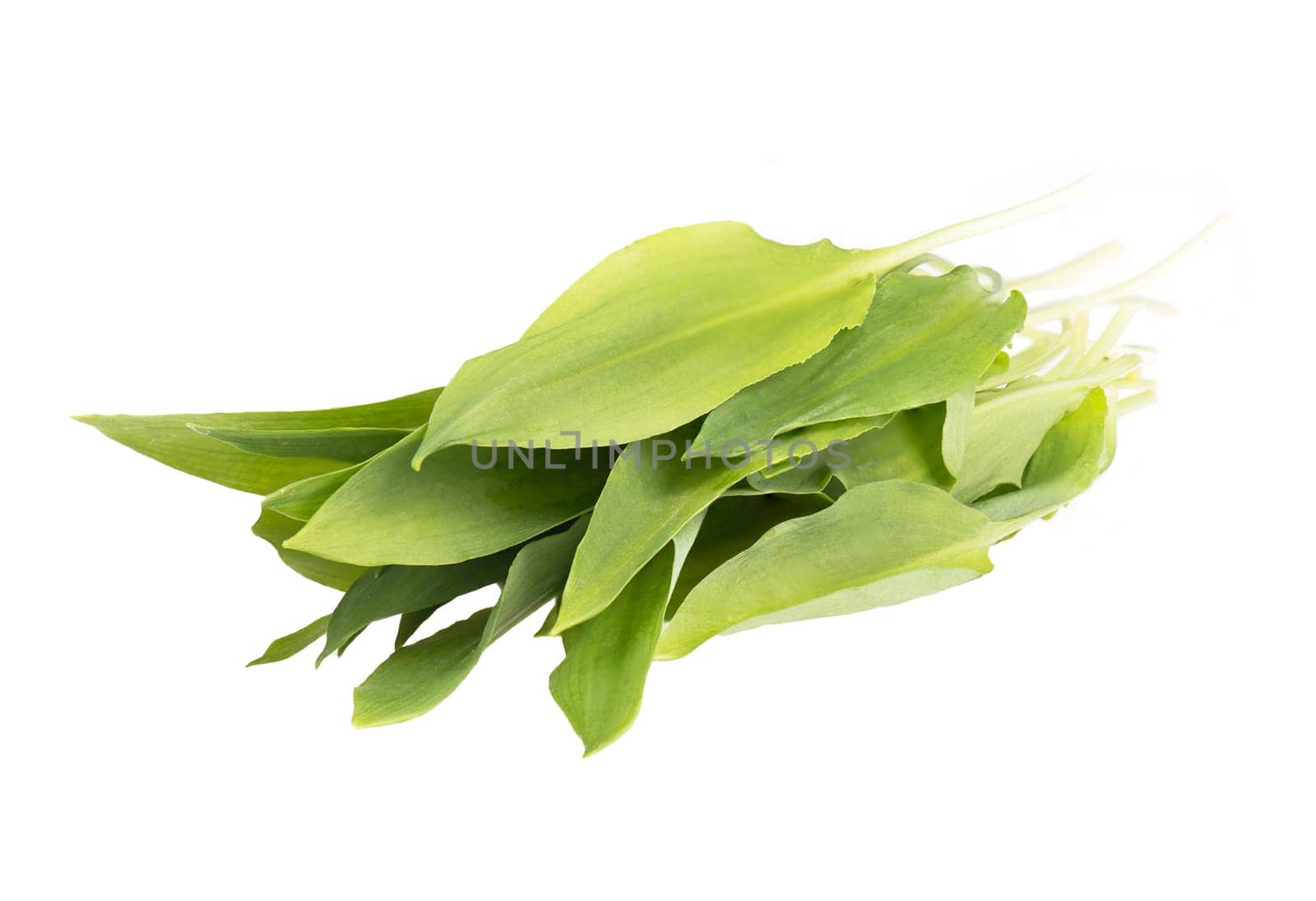 Fresh wild garlic leaves on a textured background, empty copy space for text