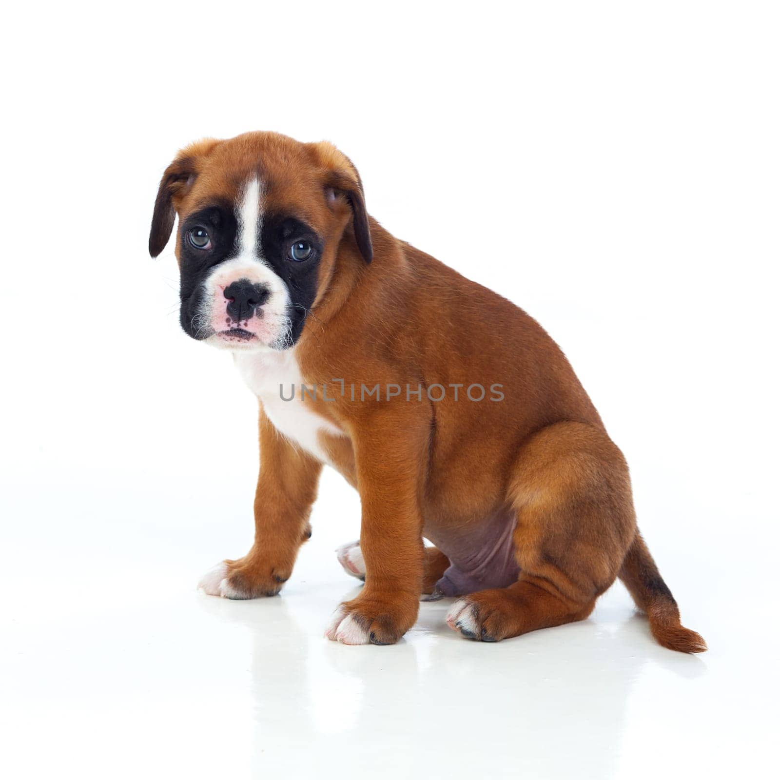 Adorable boxer puppy sitting on a isolated white background