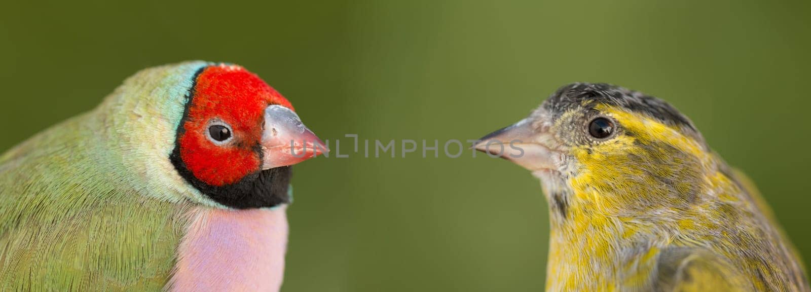 Beautiful bird with red face looking at other one in the countryside