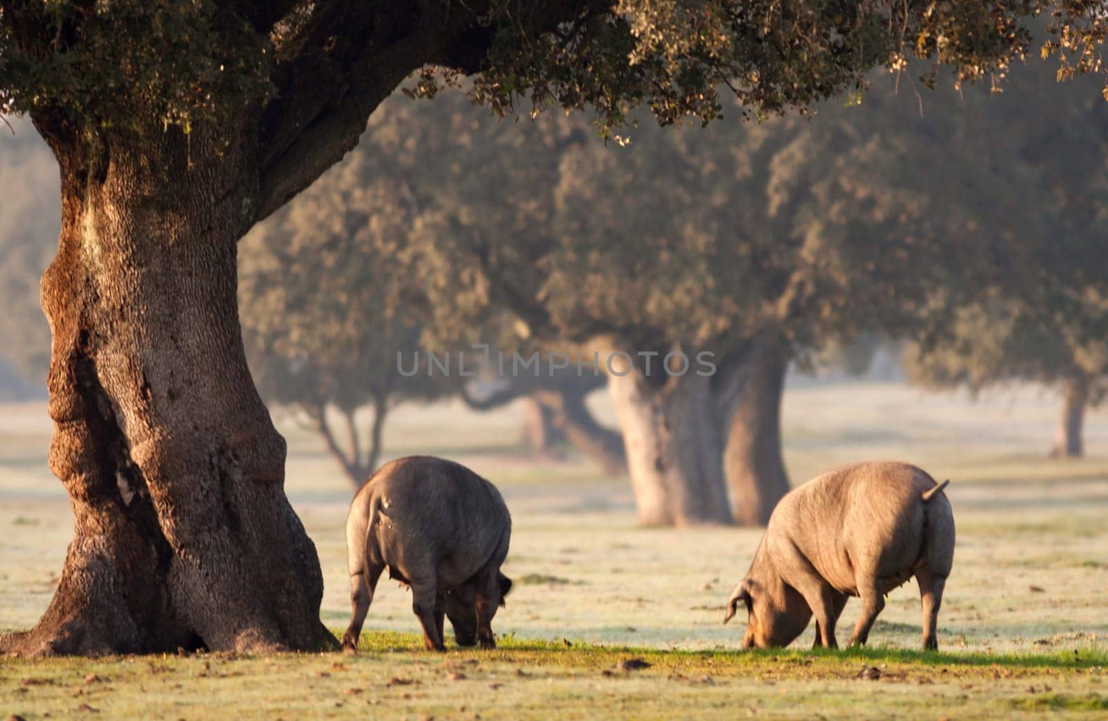 Iberian pigs grazing among the oaks in the field of Extremadura