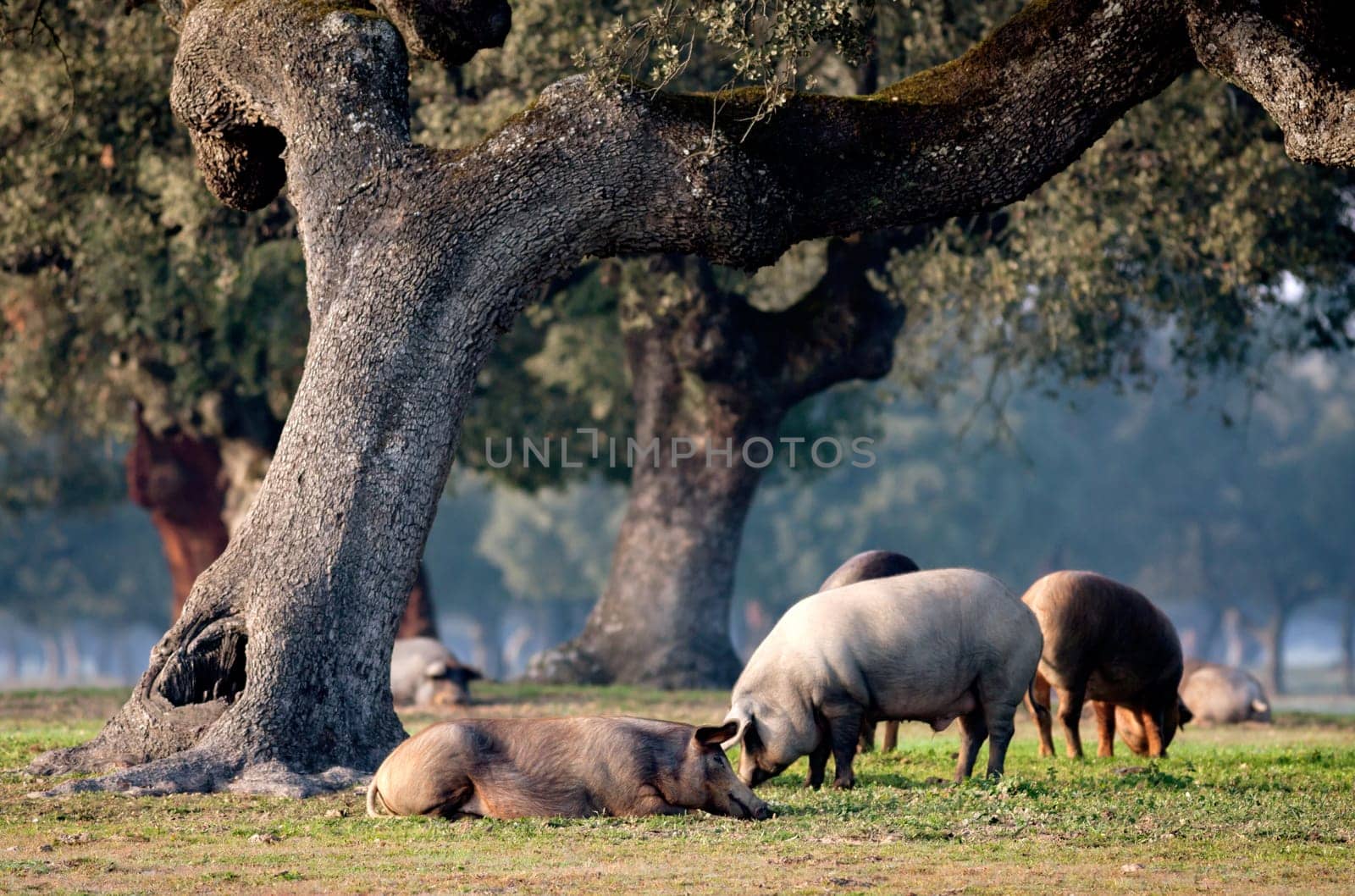 Iberian pigs grazing among the oaks in the field of Extremadura