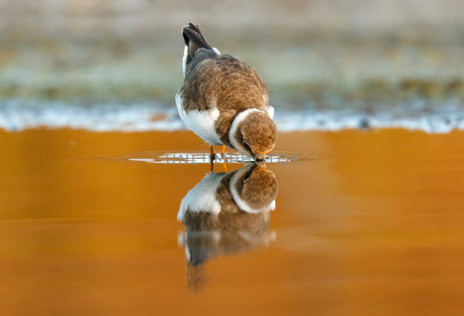 Beautiful wader bird drinking on the water with a beautiful orange color