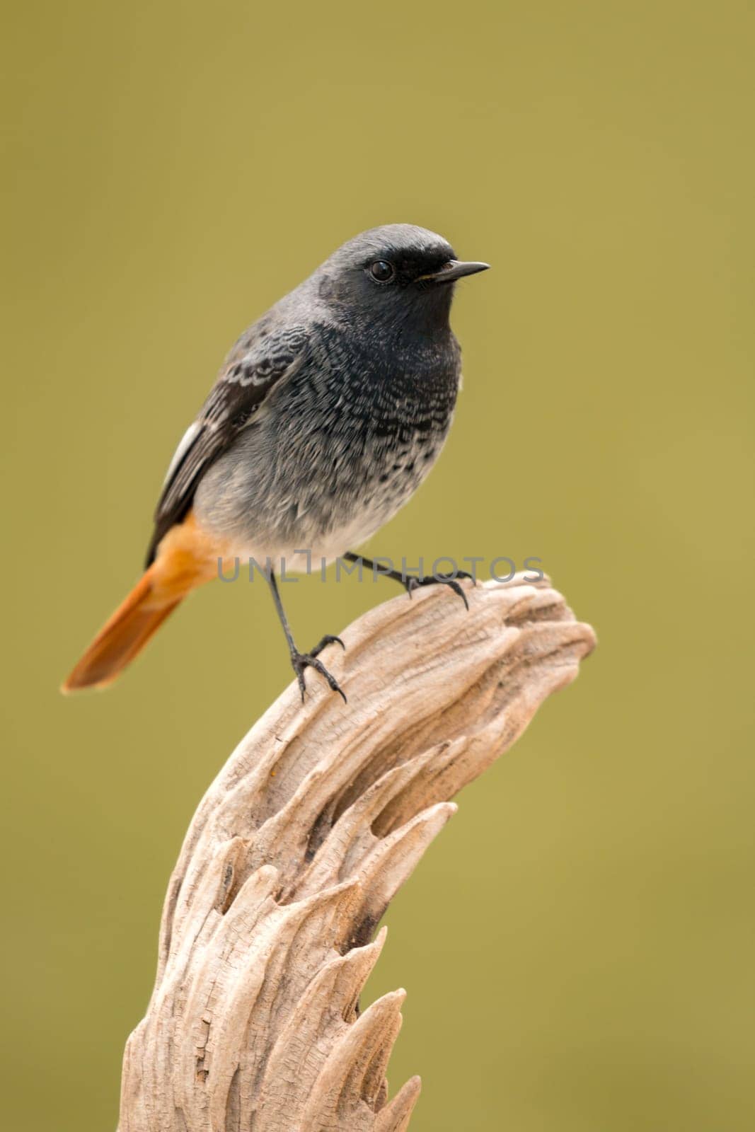 Small bird on a trunk with a green background