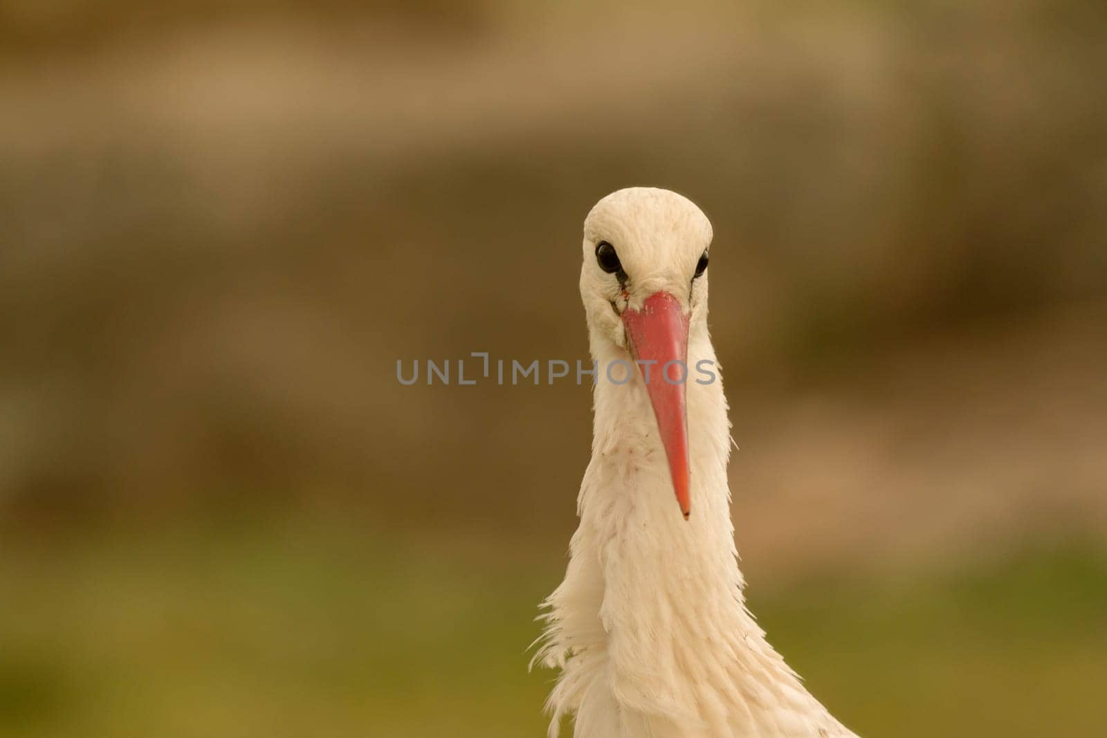 Natural portrait of a elegant stork in the field