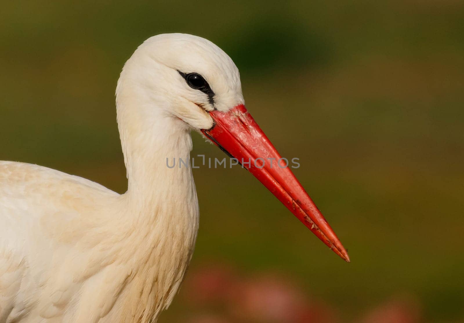 Elegant white stork walking in the field