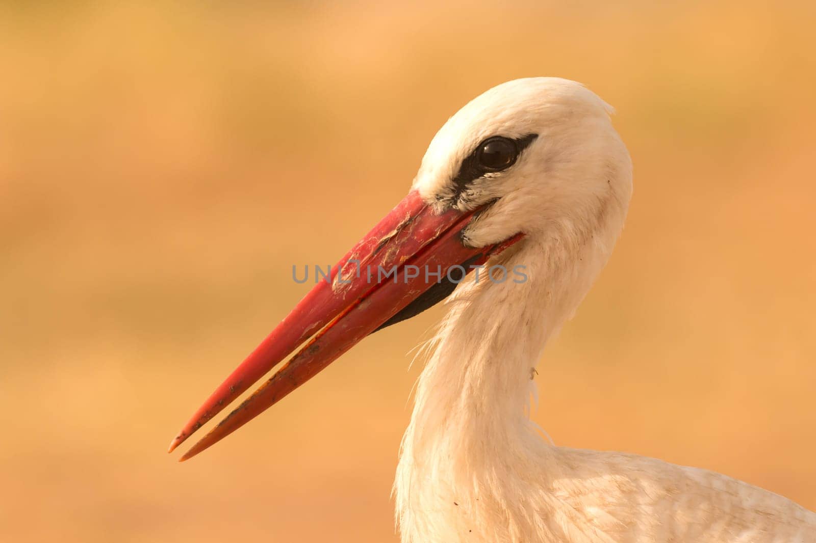 Portrait of a elegant stork on a natural background