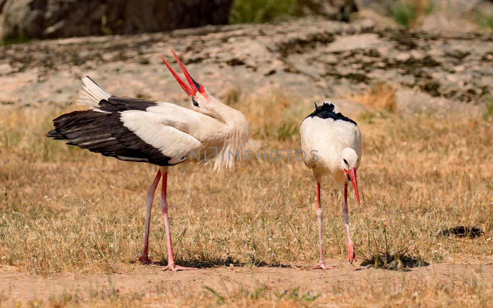 Elegant white stork walking in the field