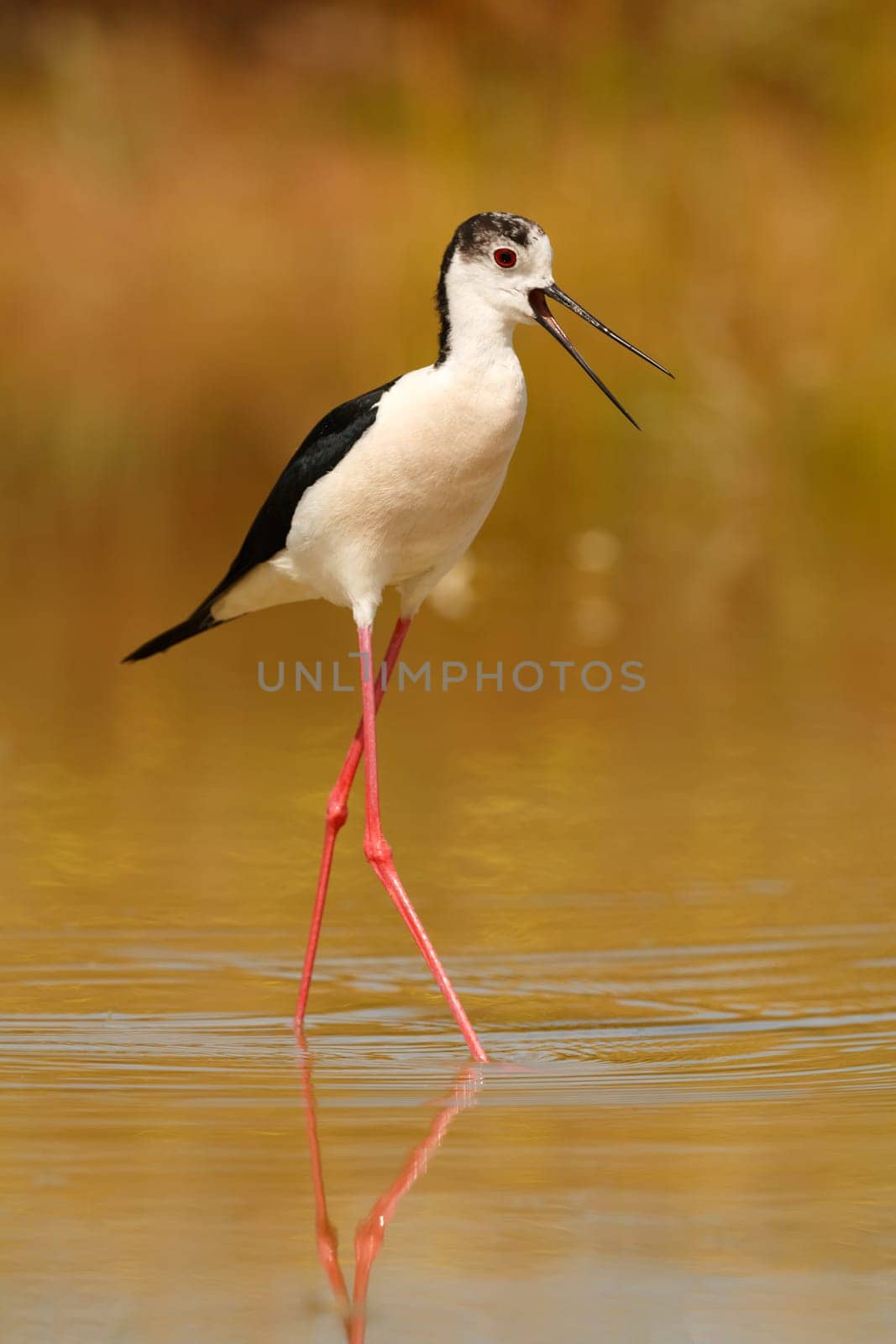Stilt in a Spanish pond looking for food