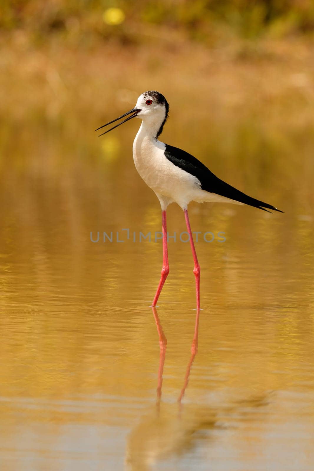Stilt in a Spanish pond looking for food