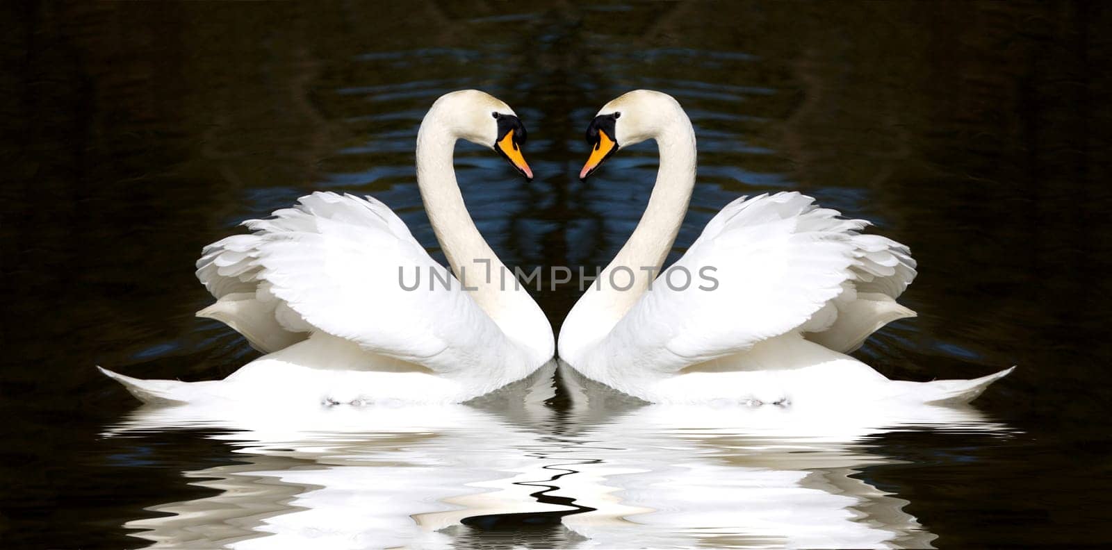 Swans heart. Two pretty white-feathered birds looking at each other