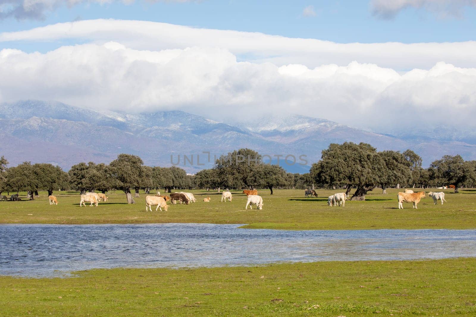 Cows near a lake in sunlight and large mountains covered with beautiful clouds