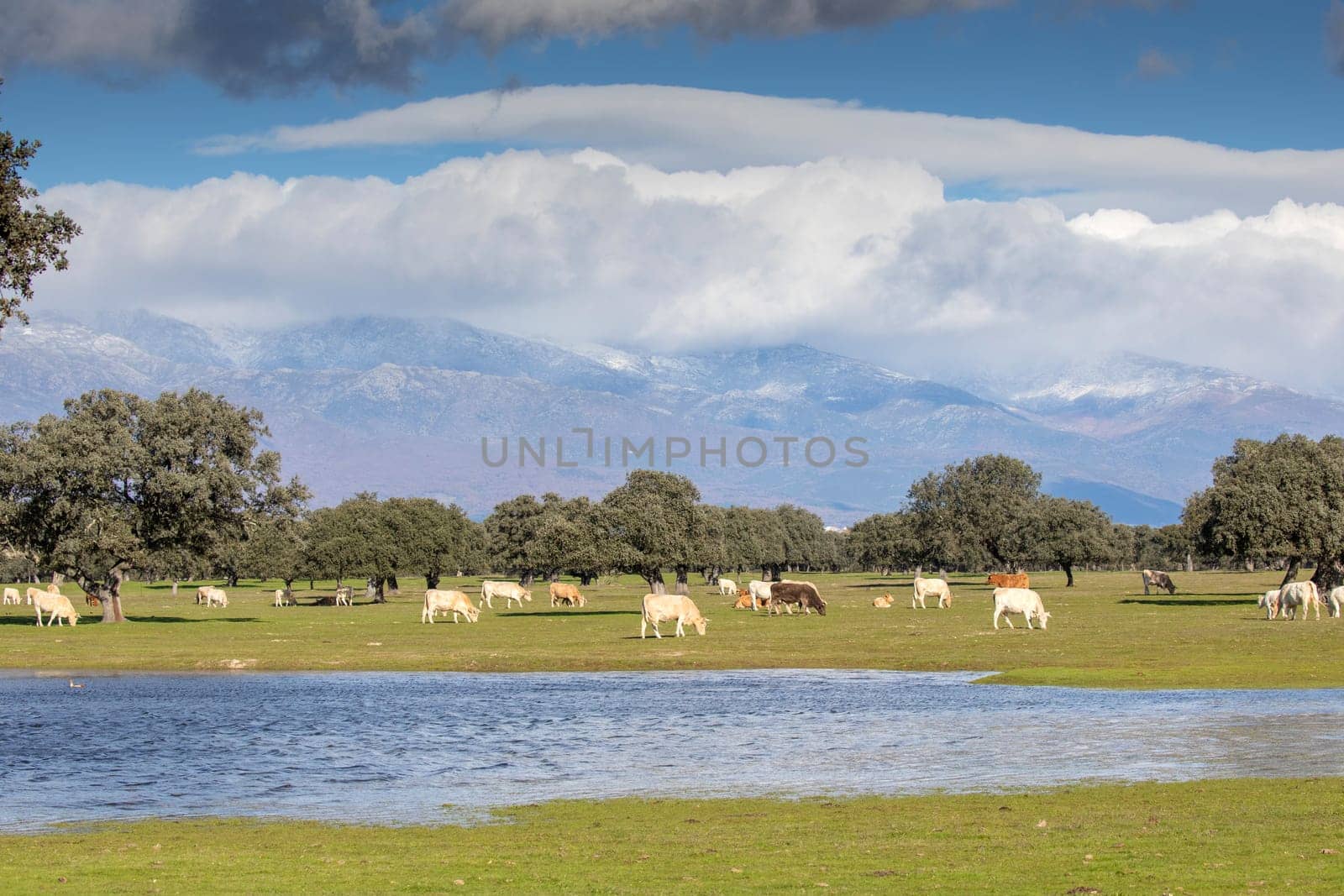 Cows near a lake in sunlight and large mountains covered with beautiful clouds