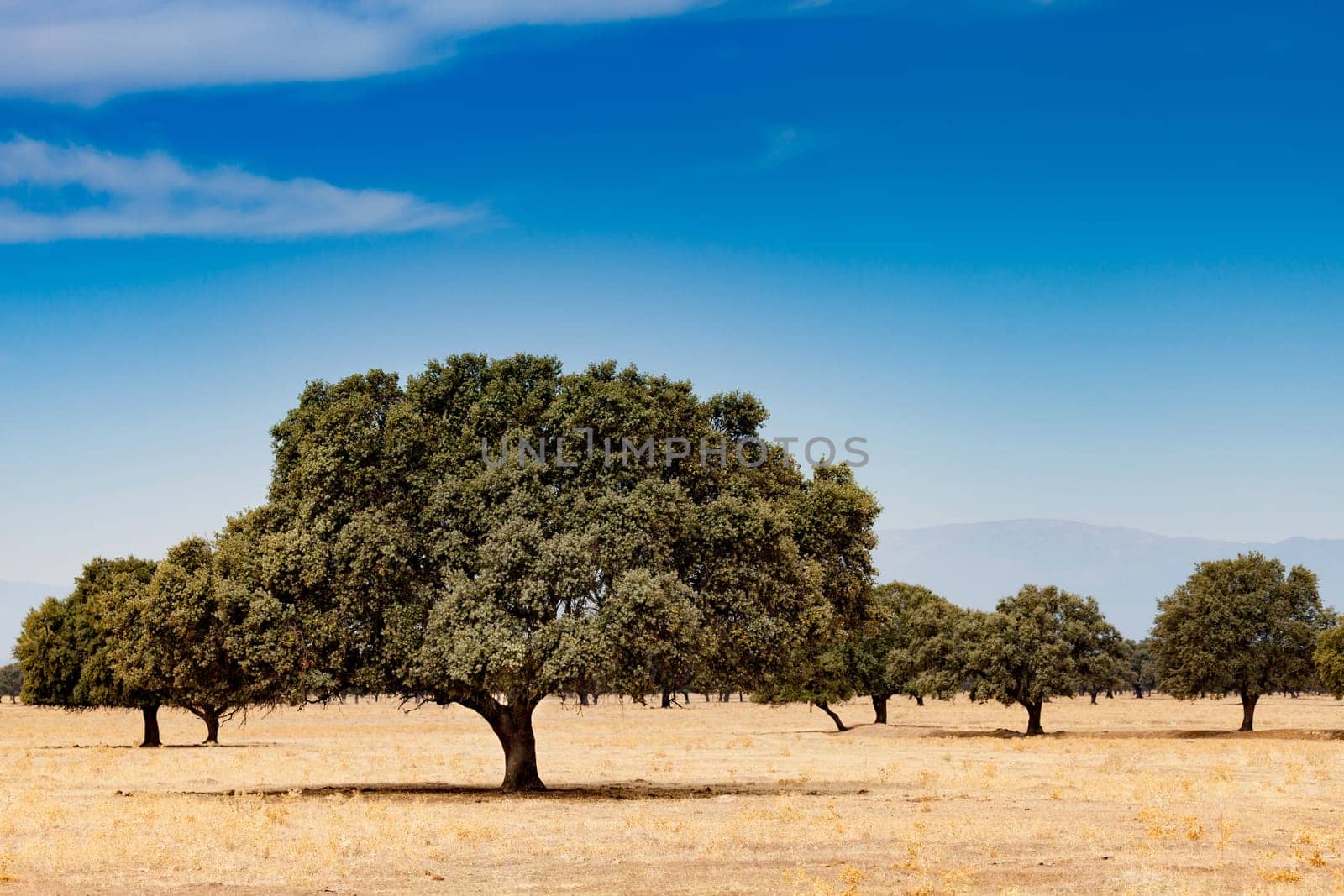 Trees in the dry field. The pasture during the summer in the center of Spain