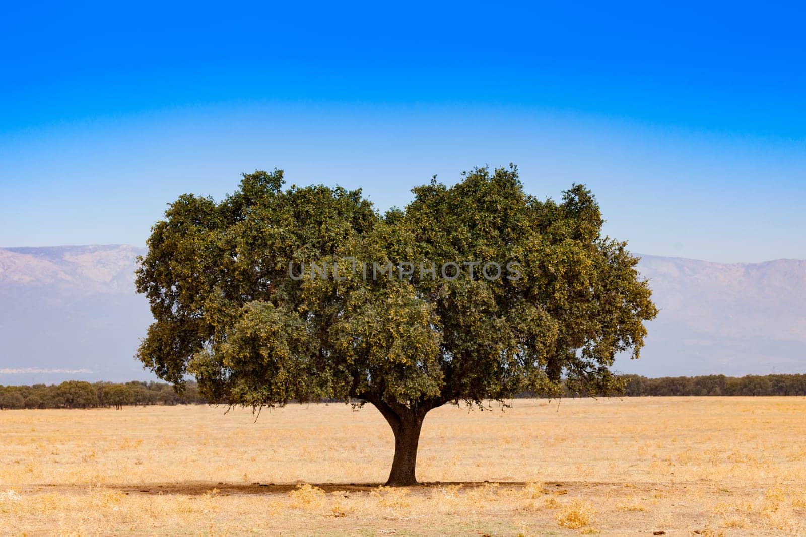 Tree in the dry field. The pasture during the summer in the center of Spain