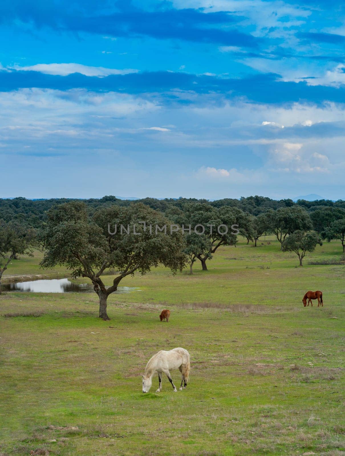 Nice free horse in the pastures of Spain