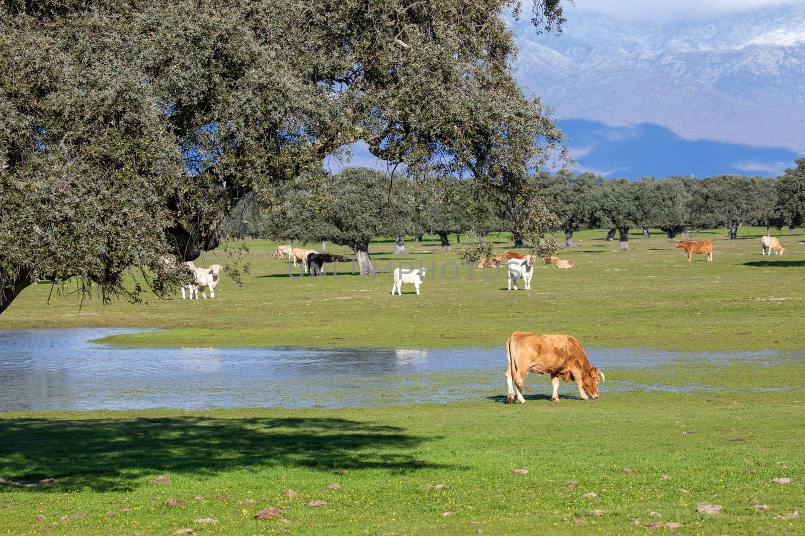 Cows near a lake in sunlight and large mountains covered with beautiful clouds