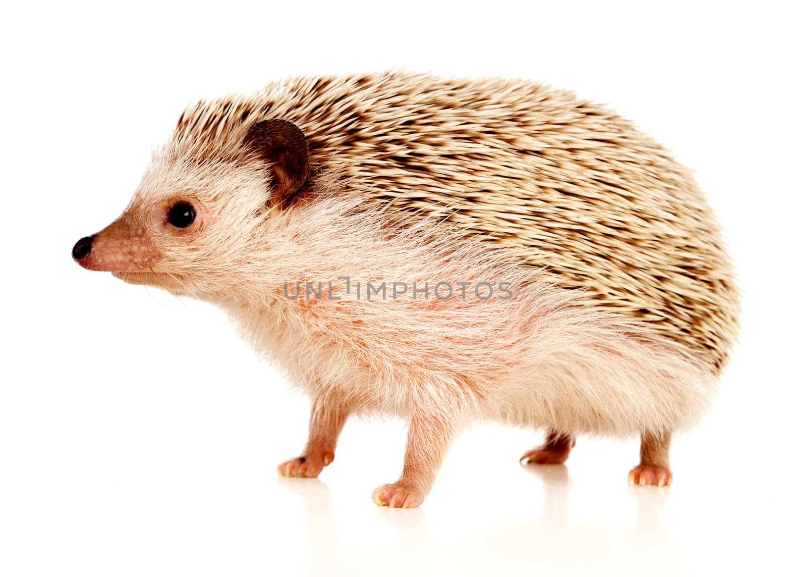 Nice pet. Brown hedgehog isolated on white background.
