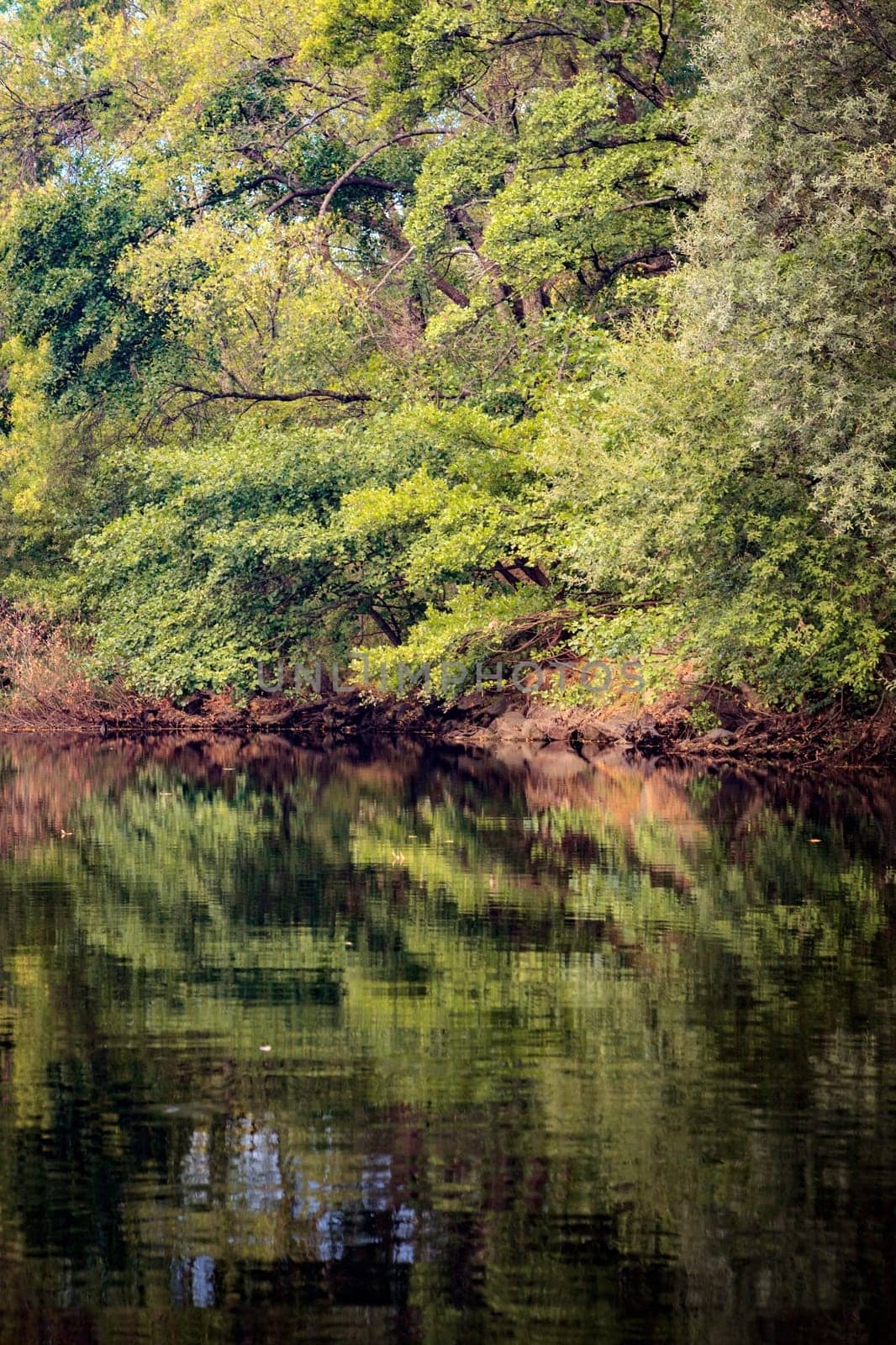 The river with a quiet current and trees reflected in it