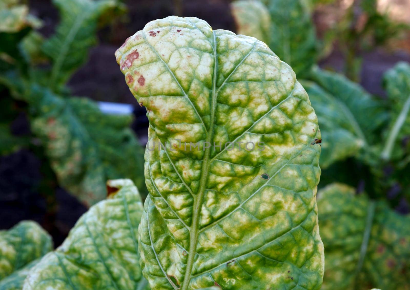 Wrinkled leaves of tobacco in the plant