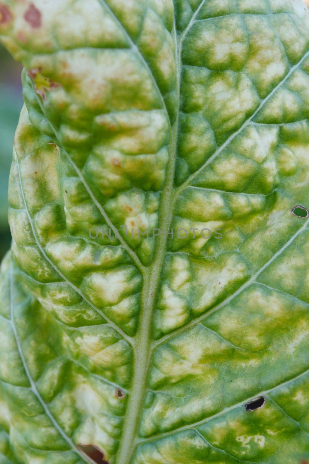 Wrinkled leaves of tobacco in the plant
