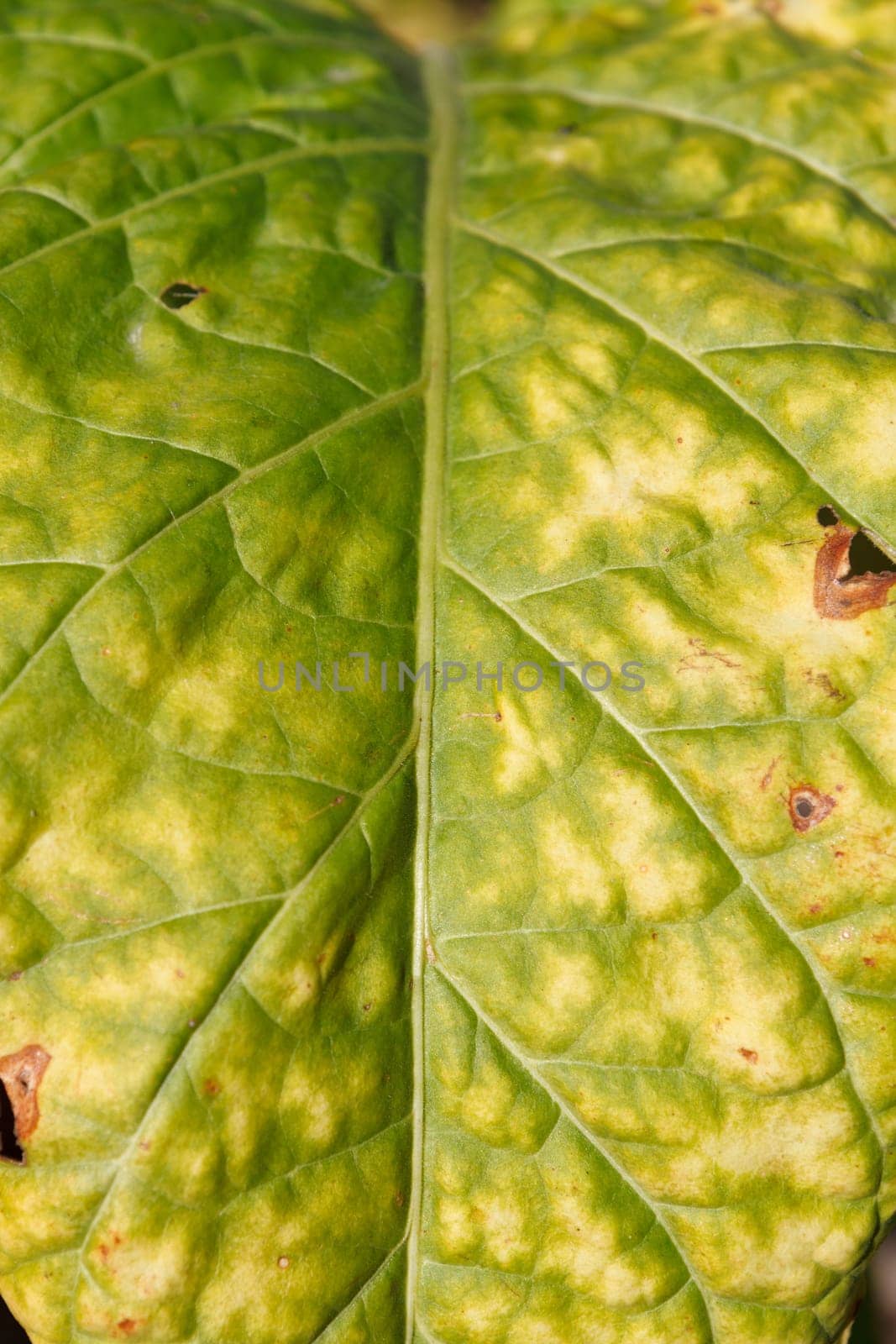 Wrinkled leaves of tobacco in the plant