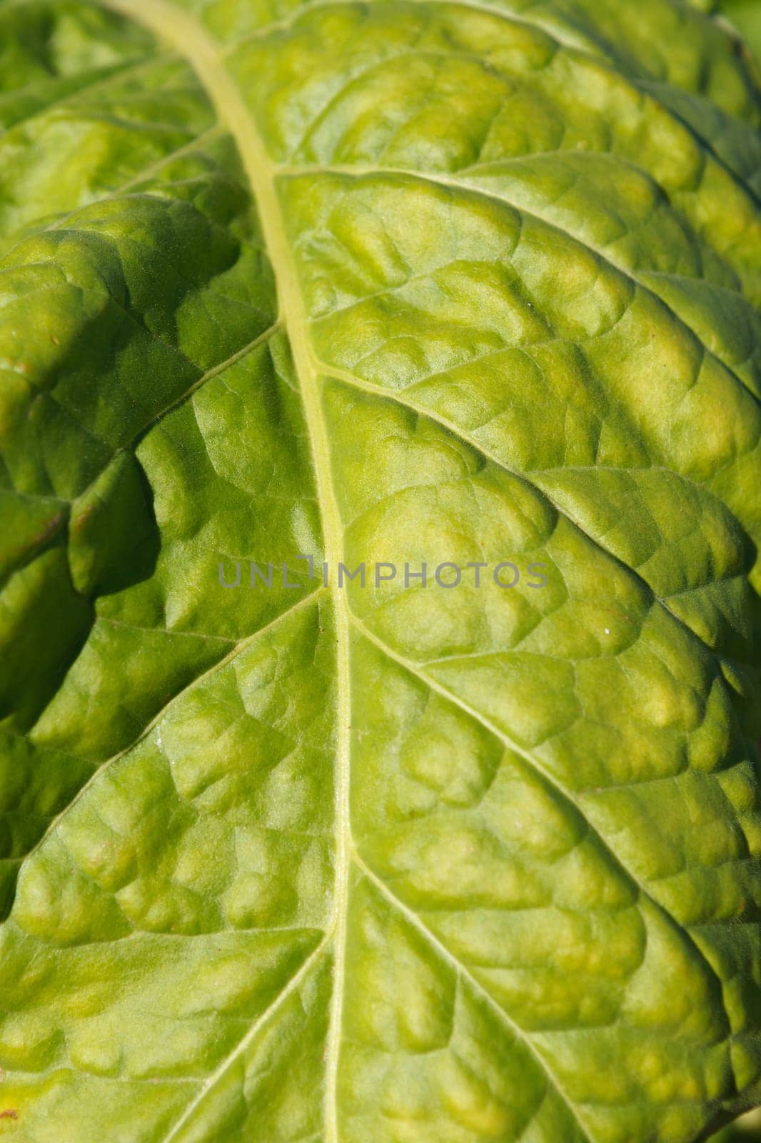 Wrinkled leaves of tobacco in the plant