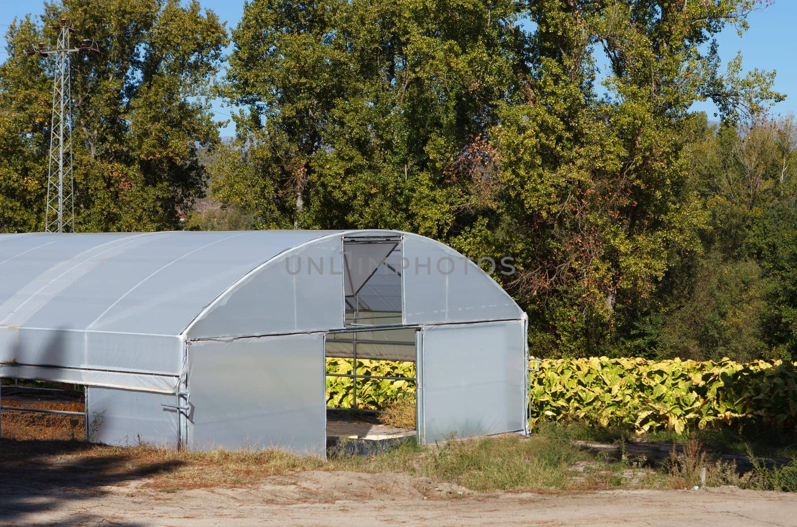 Plantation of tobacco close to a greenhouse