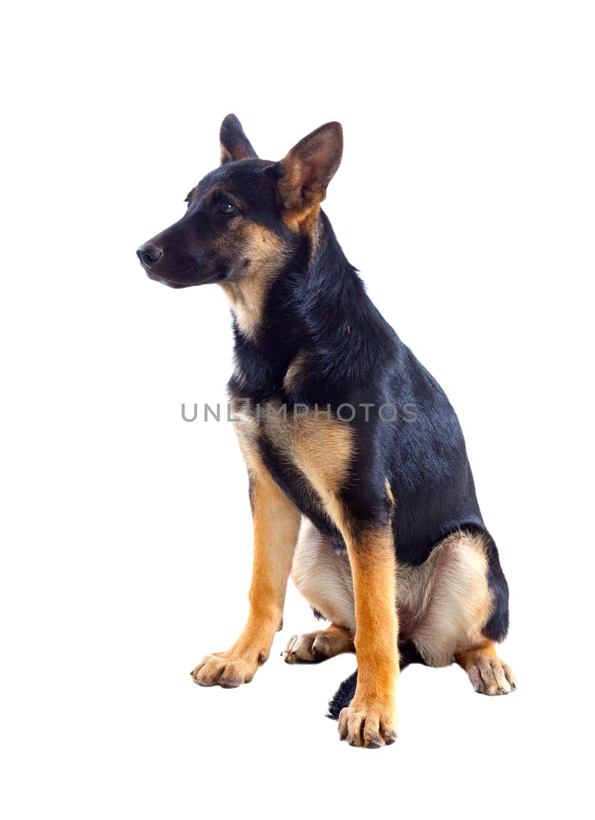 Young German Shepherd dog isolated on white background
