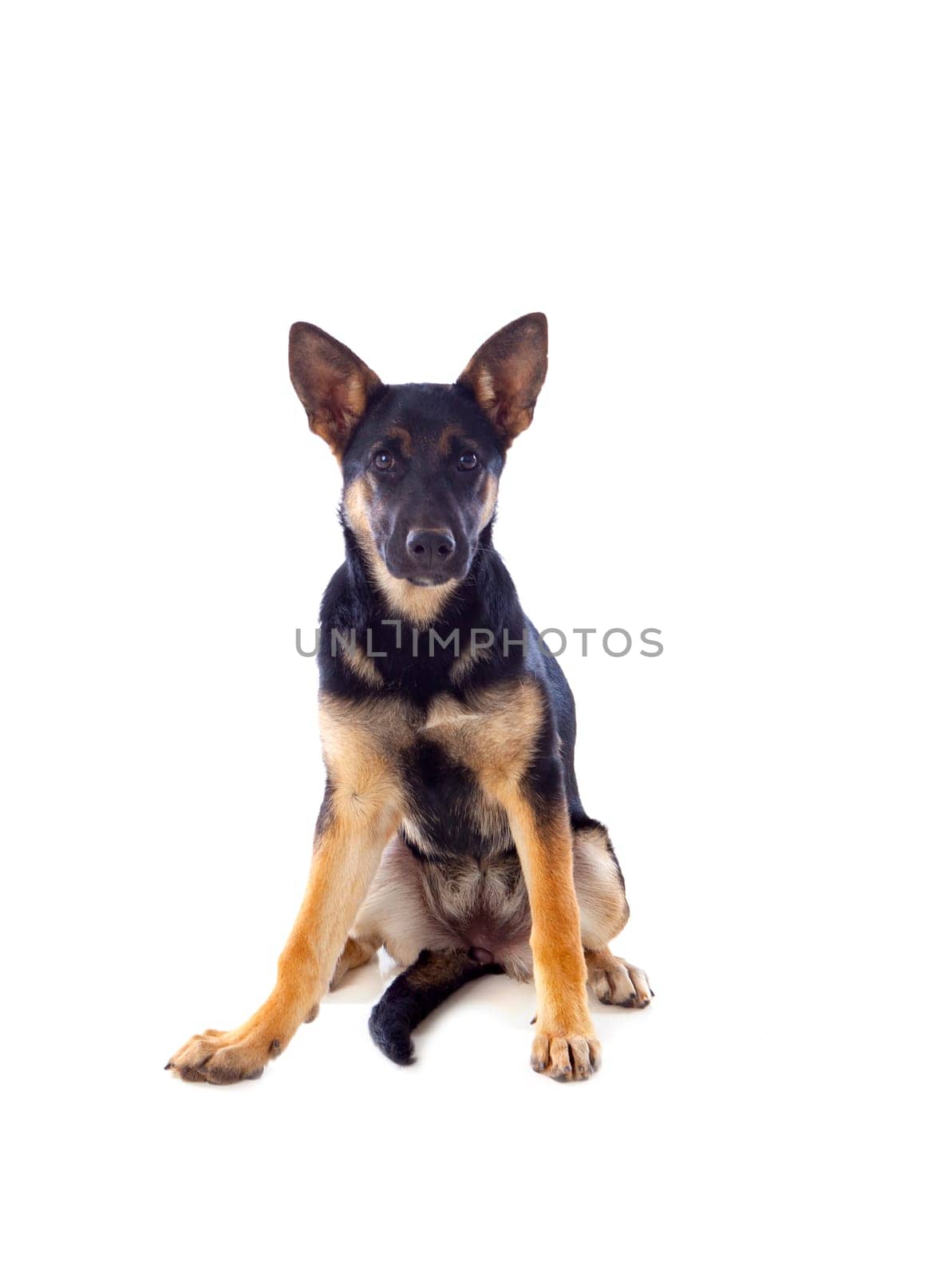 Young German Shepherd dog isolated on white background