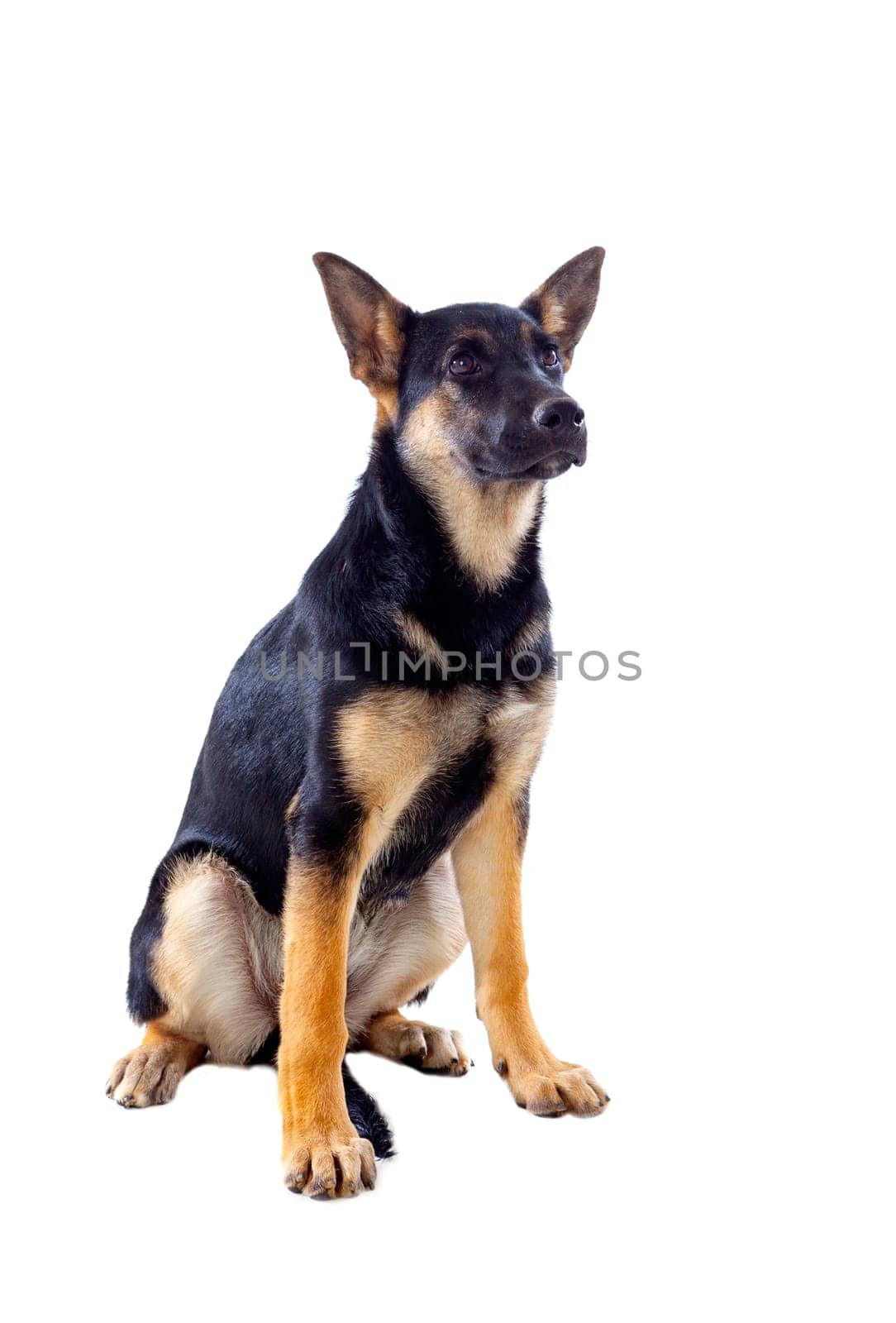 Young German Shepherd dog isolated on white background
