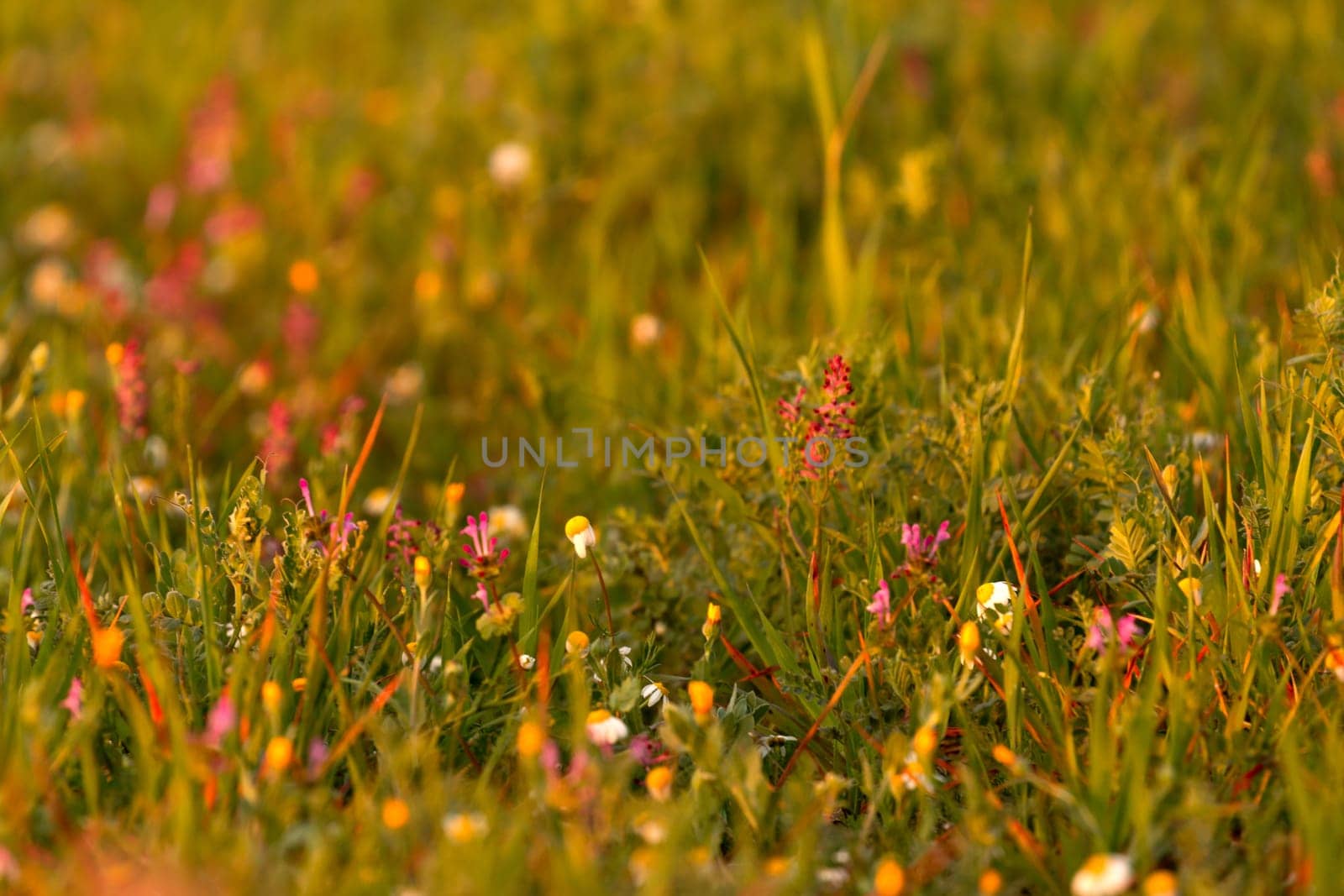 Wild herbs in spring with small flowers