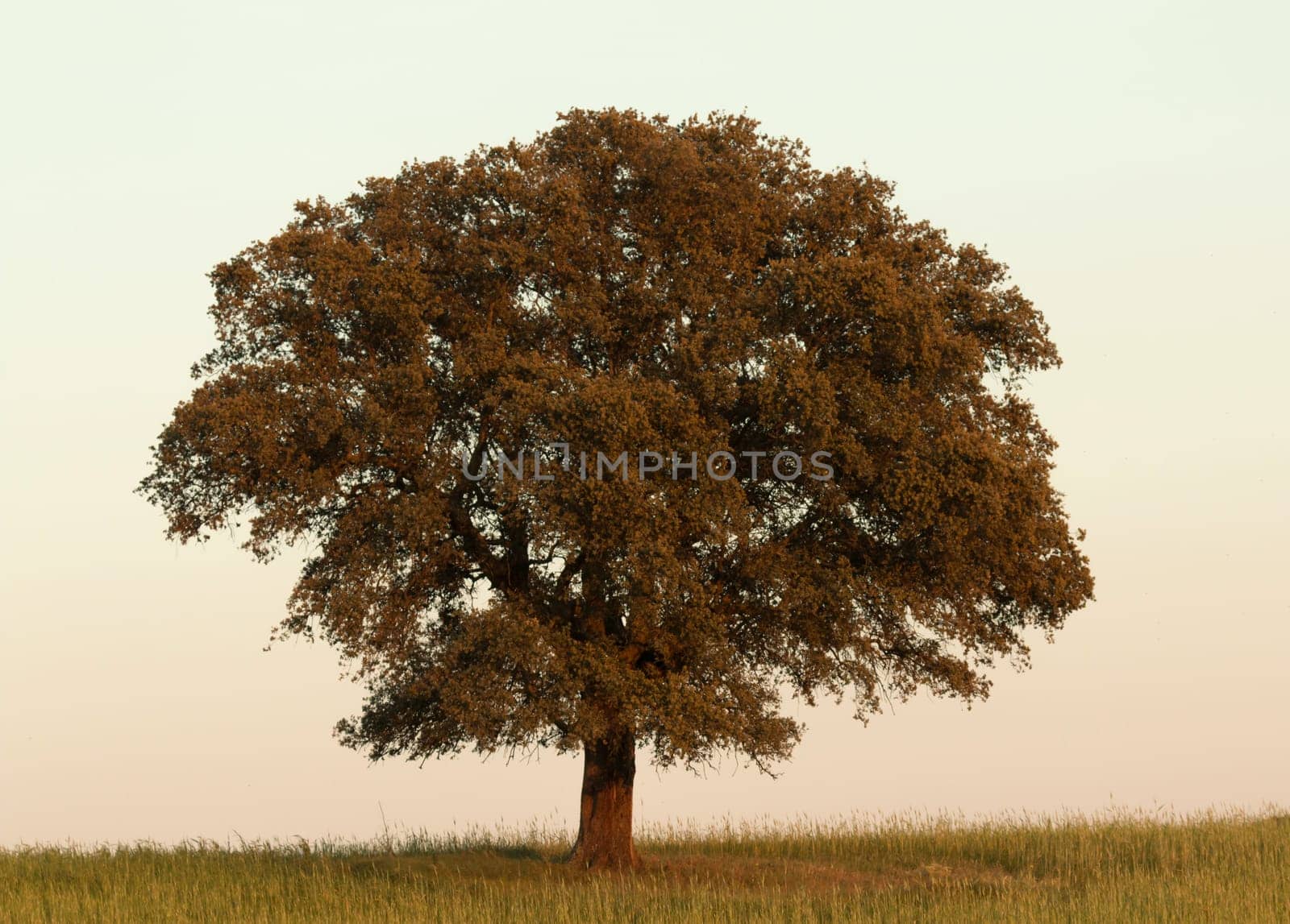 Lonely holm oak rounded of fog in Extremadura