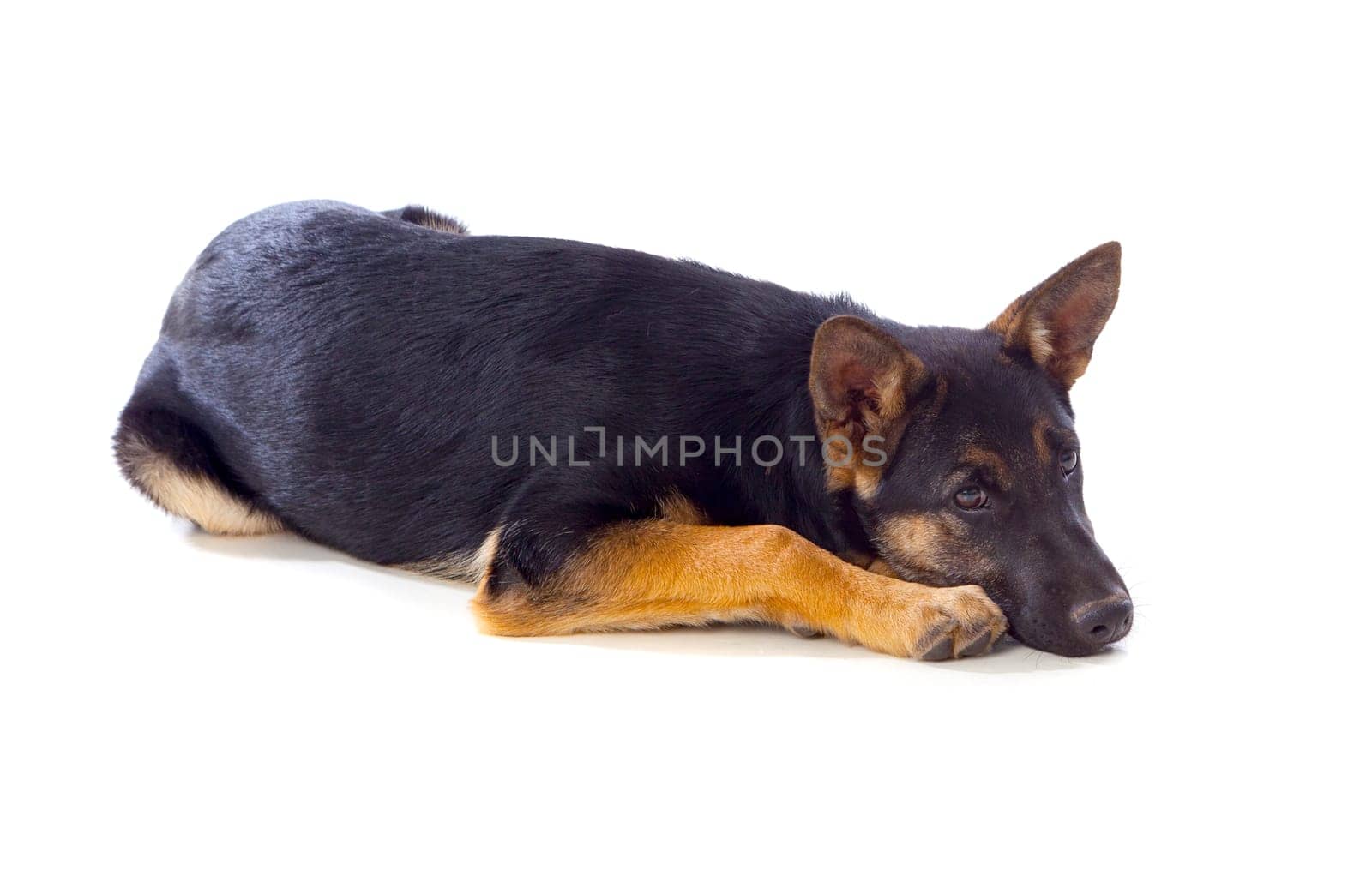 Young German Shepherd dog isolated on white background