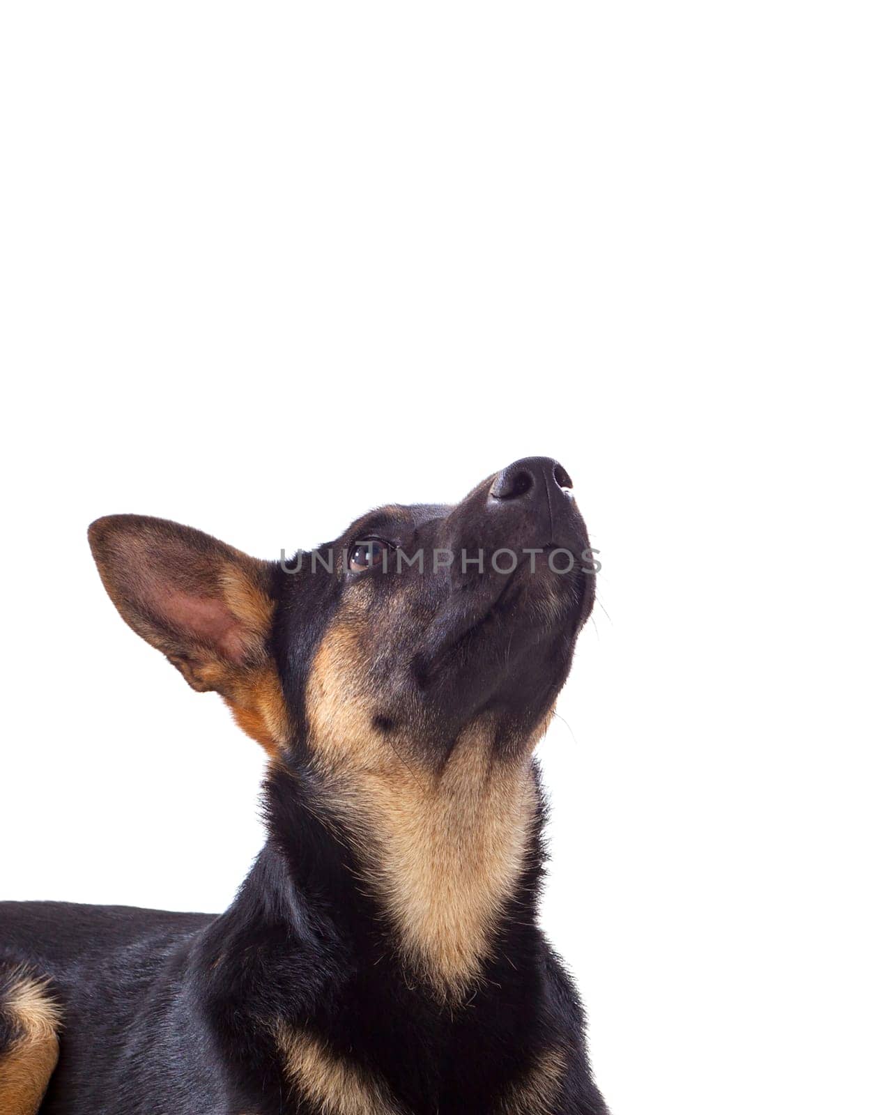 Young German Shepherd dog isolated on white background