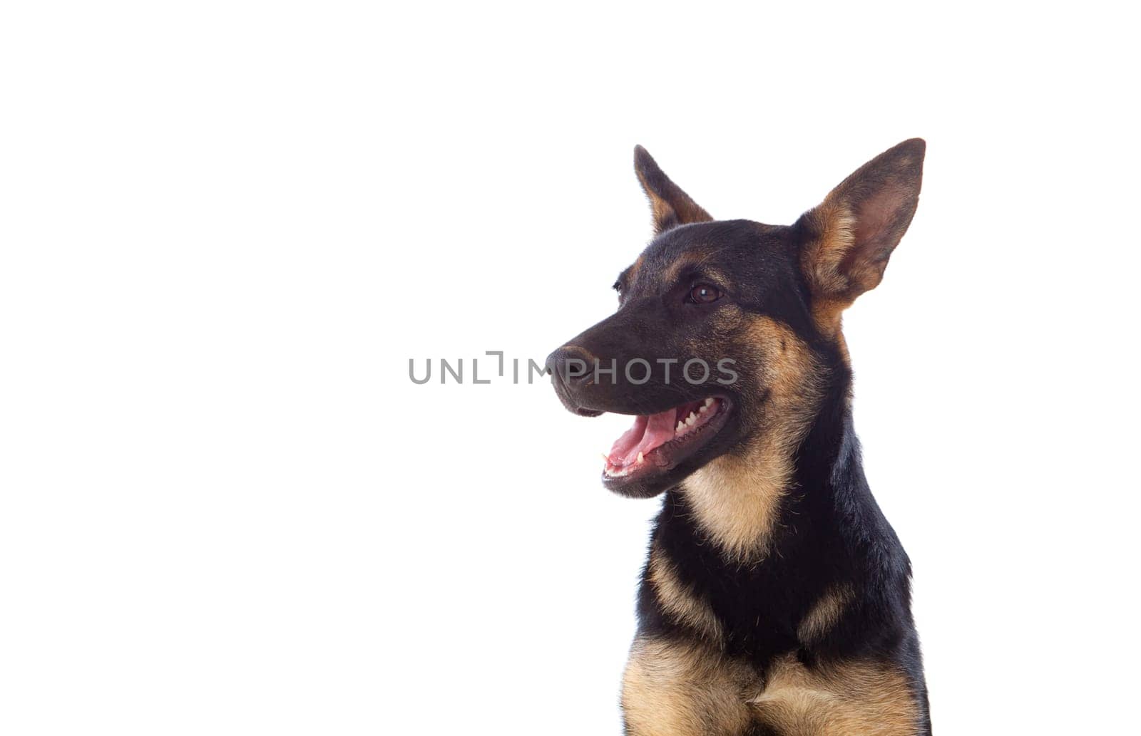 Young German Shepherd dog isolated on white background