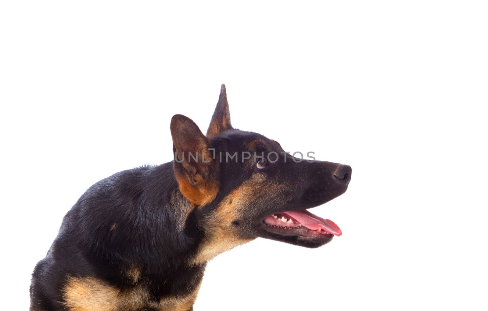 Young German Shepherd dog isolated on white background