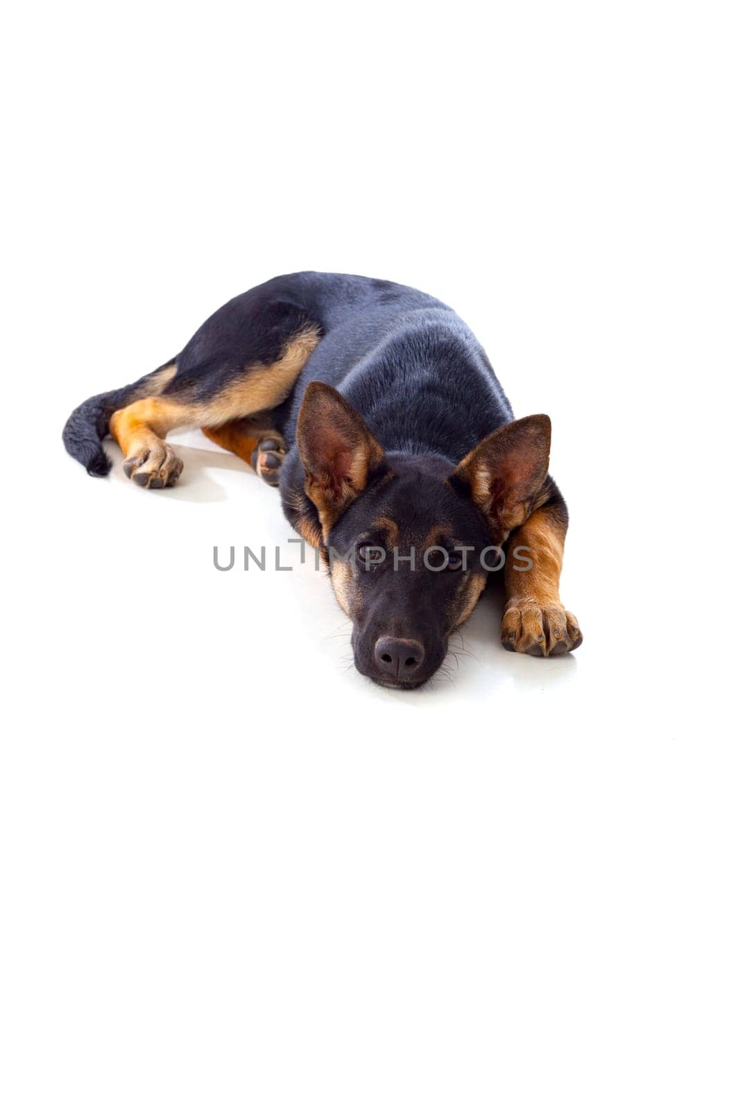 Young German Shepherd dog isolated on white background