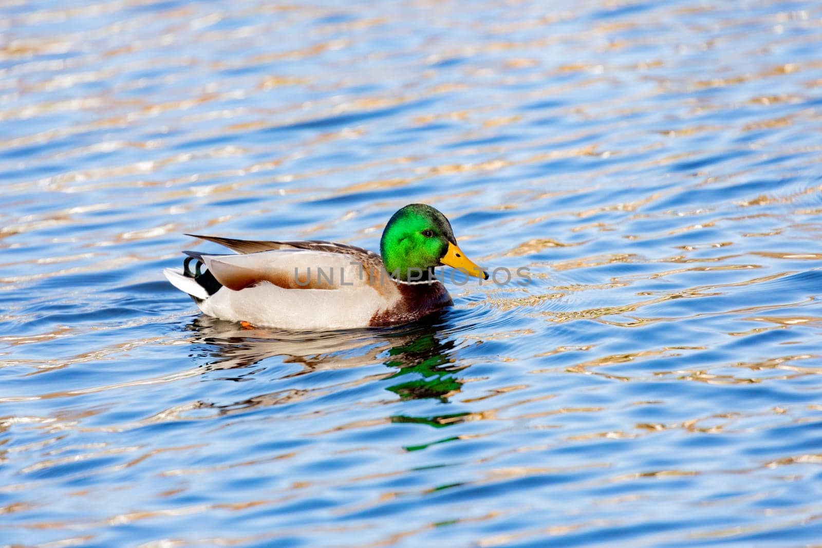 Beautiful duck swimming in a river