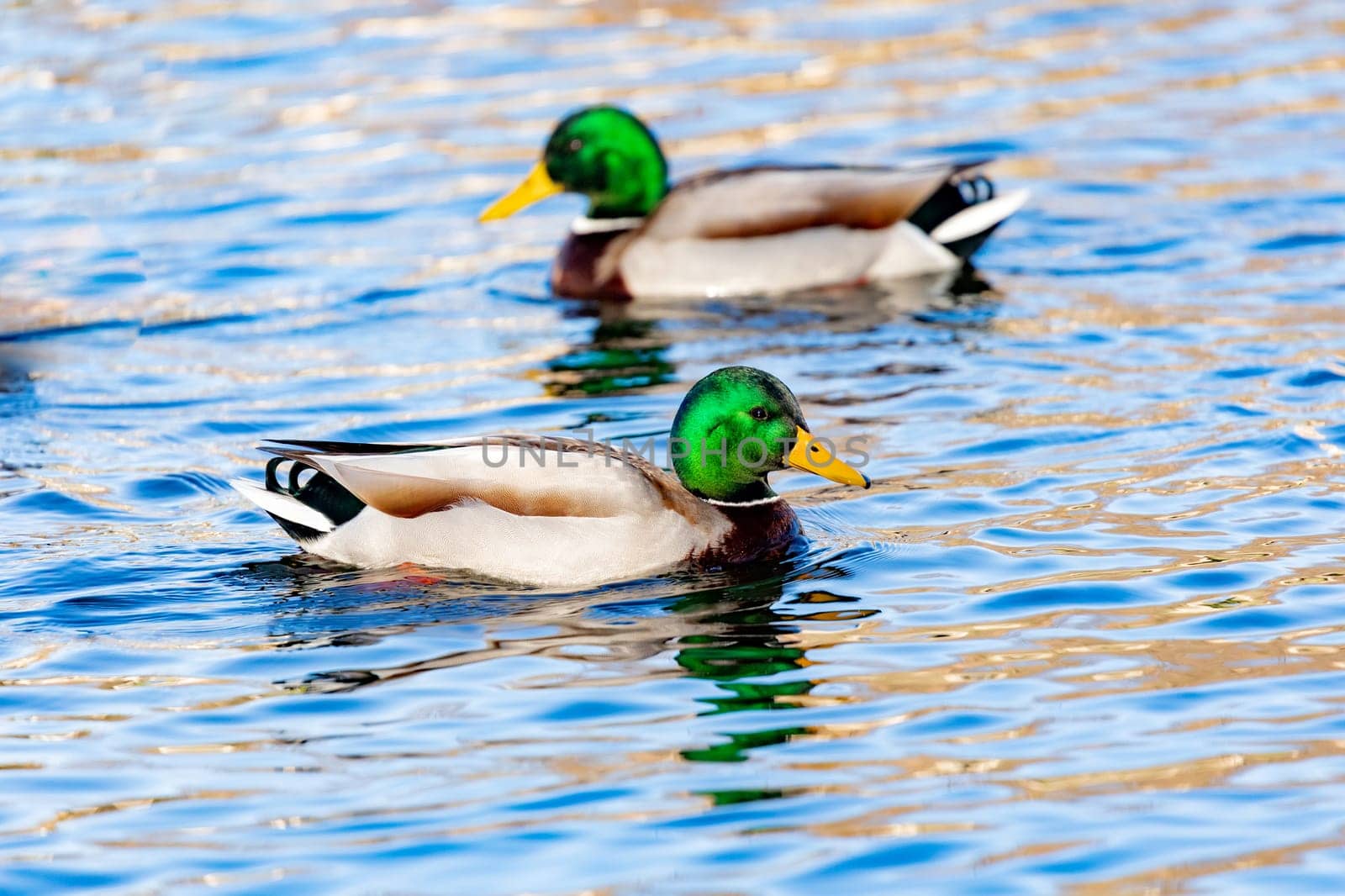 Beautiful ducks swimming in a river